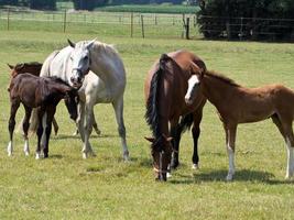 paarden in de Duitse Munsterland foto