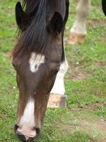 veulens en paarden in Duitsland foto