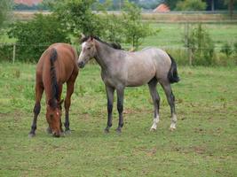 paarden in Westfalen foto