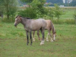 paarden in Westfalen foto