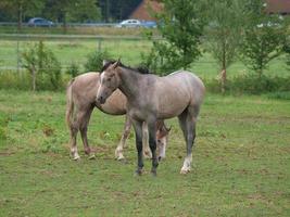 paarden in Westfalen foto