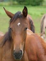 veulens en paarden in Duitsland foto