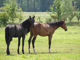 paarden in Westfalen foto