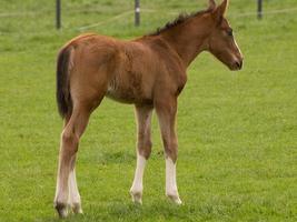 paarden Aan een Duitse weide foto