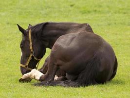 paarden Aan een Duitse weide foto