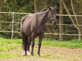 paarden Aan een Duitse weide foto