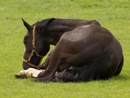 veulens en paarden in Duitsland foto