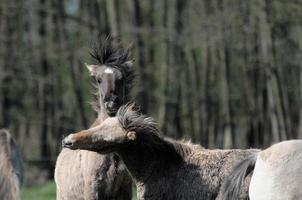 paarden Aan een Duitse weide foto