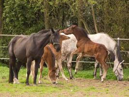 paarden Aan een Duitse weide foto