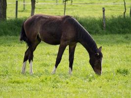 paarden op een weide in duitsland foto