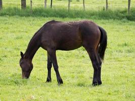 paarden op een weide in duitsland foto