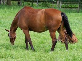 paarden Bij voorjaar tijd in Duitsland foto