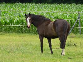 paard en veulens foto