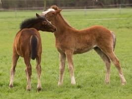 paarden Aan een Duitse weide foto