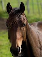 paarden in de Duitse Munsterland foto