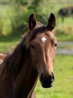 paarden in de Duitse Munsterland foto