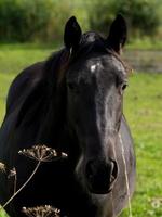 paarden in de Duitse Munsterland foto