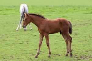 paarden in de Duitse münsterland foto