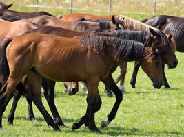 paarden in de Duitse münsterland foto