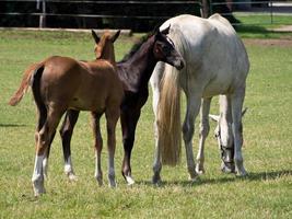 paarden in de Duitse münsterland foto