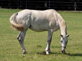 paarden in de Duitse münsterland foto