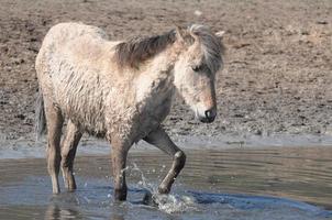 paarden op een weide in duitsland foto