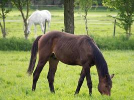 paarden op een weide in duitsland foto