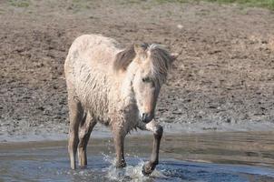 paarden op een weide in duitsland foto