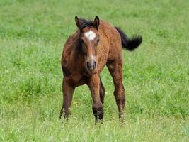 paarden Bij voorjaar tijd in Duitsland foto