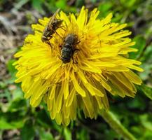 een insect bestuift een paardebloem foto