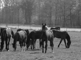 paarden Aan een Duitse weide foto