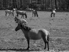 paarden Aan een Duitse weide foto