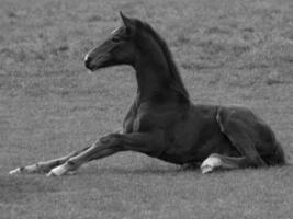 paarden Aan een Duitse weide foto