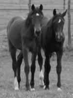 paarden Aan een Duitse weide foto