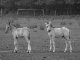 paarden Aan een Duitse weide foto