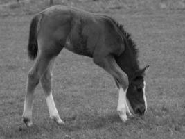 paarden Aan een Duitse weide foto