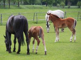 wild Duitse paarden foto