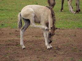 paarden en veulens in Duitsland foto