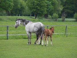 paarden Aan een Duitse weide foto