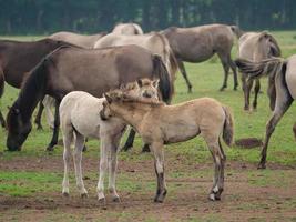 wild Duitse paarden foto