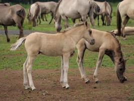 paarden en veulens in Duitsland foto