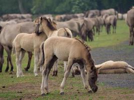 paarden en veulens in Duitsland foto