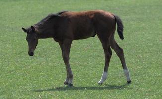 paarden Aan een Duitse weide foto