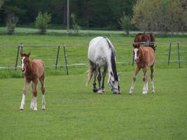 paarden Aan een Duitse weide foto