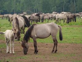 paarden en veulens in Duitsland foto