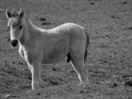 wild paarden Aan een veld- foto