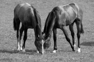 wild paarden Aan een veld- foto