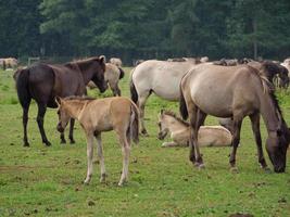 veel paarden en veulens foto