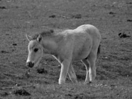 wild paarden Aan een veld- foto