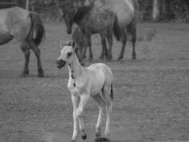 wild paarden Aan een weide foto